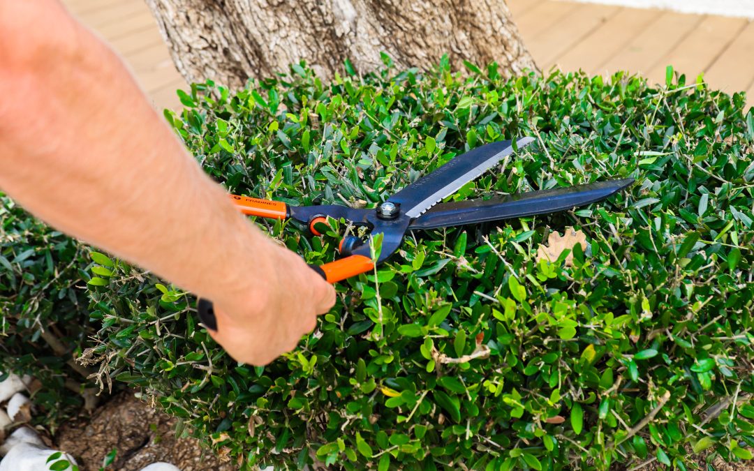 Quand tailler les arbustes ? Le calendrier idéal pour votre jardin