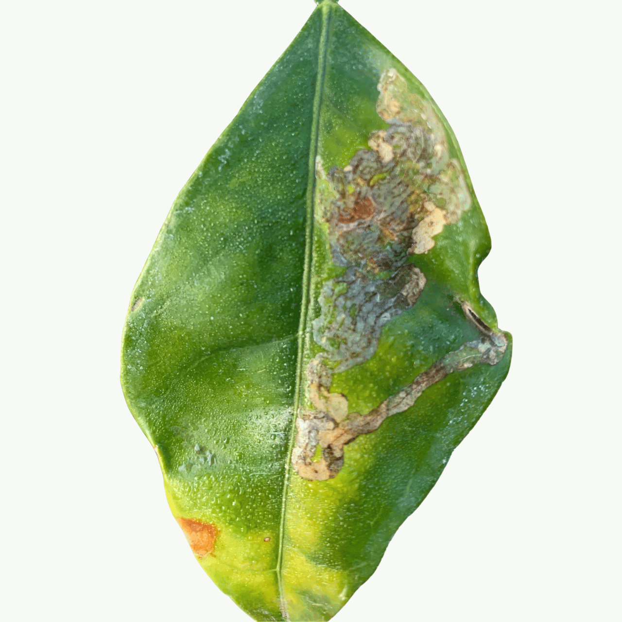 Dégâts de la mineuse sur une feuille Galeries de mineuse sur une feuille d’agrume