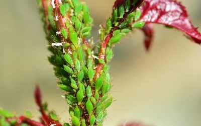 Traitement des pucerons : protéger naturellement les plantes du jardin