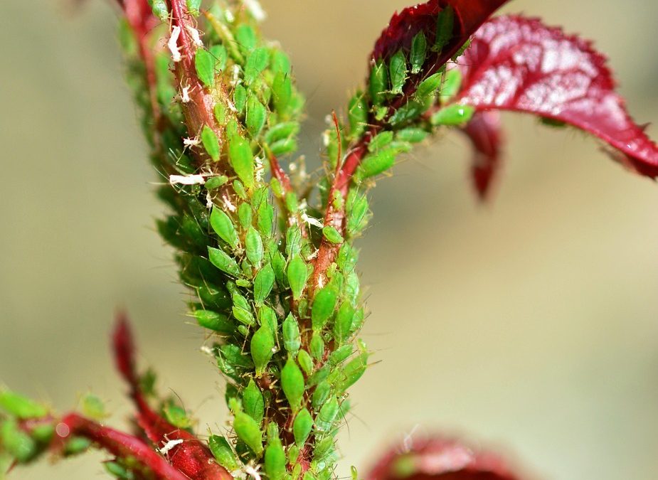Traitement des pucerons : protéger naturellement les plantes du jardin