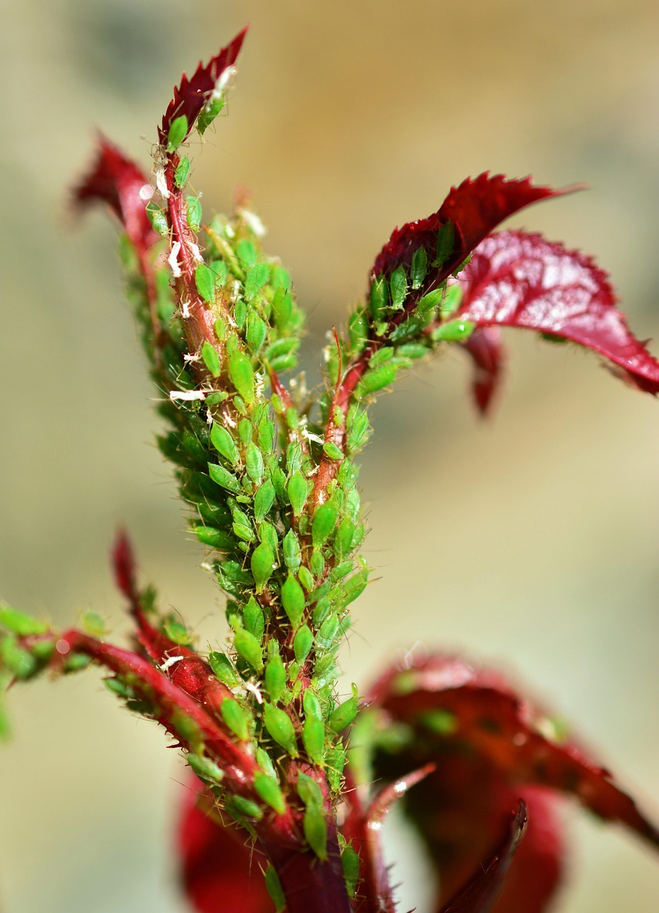 Pucerons sur une plante Colonie de pucerons sur une plante du jardin