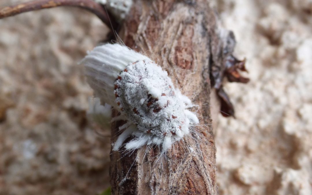 Cochenilles au jardin : comment les reconnaître et les combattre ?