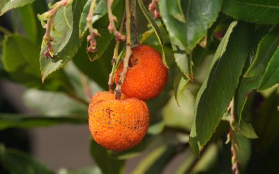 Quelles plantes choisir pour une haie résistante à la sécheresse ?